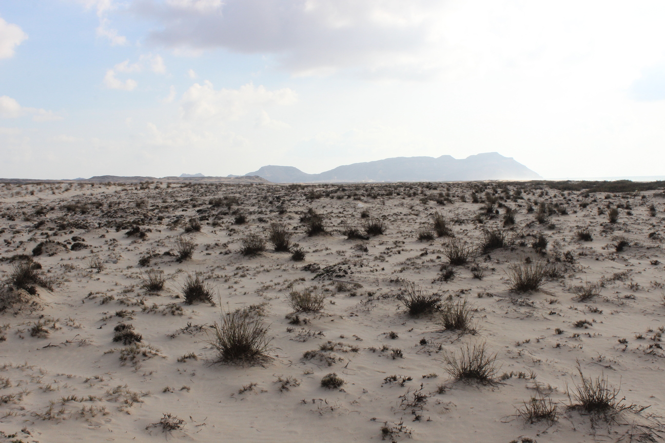 Plant Image
